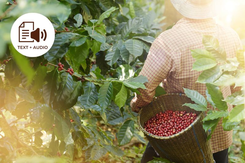 7 different Arabica varieties that are cultivated in Colombia