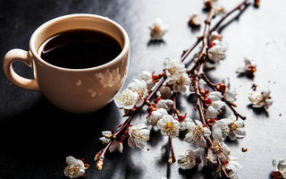 Fukuoka 福岡: Coffee blooming by the Sakura