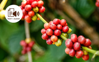 How Season Affects the Taste of Coffee