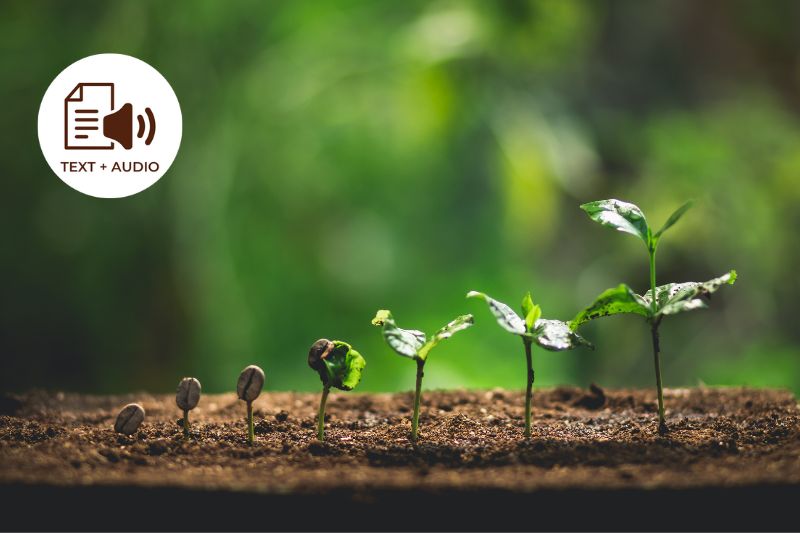 How Soil Affects the Taste of Coffee