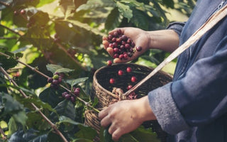 How harvesting and processing technology affects the Taste of Coffee