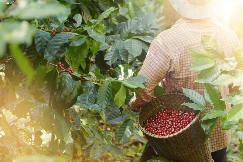 7 different Arabica varieties that are cultivated in Colombia