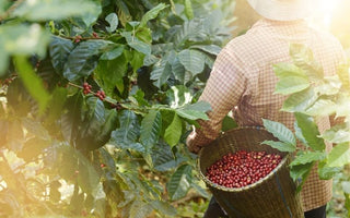 7 different Arabica varieties that are cultivated in Colombia
