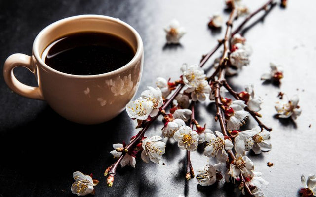 Fukuoka 福岡: Coffee blooming by the Sakura