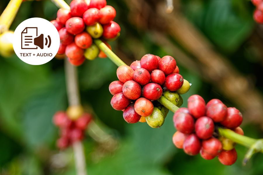 How Season Affects the Taste of Coffee
