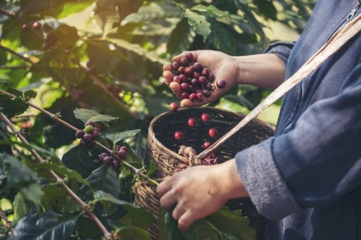 How harvesting and processing technology affects the Taste of Coffee