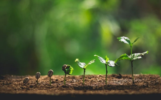How Soil Affects the Taste of Coffee