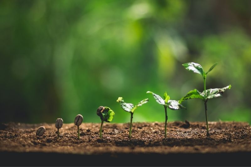 How Soil Affects the Taste of Coffee
