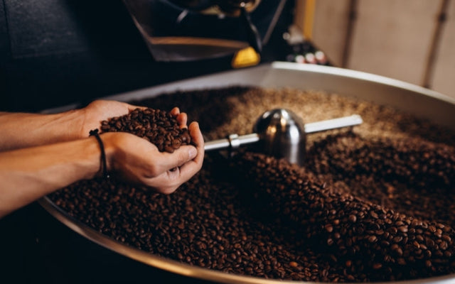The Characteristics of Premium Coffee Beans