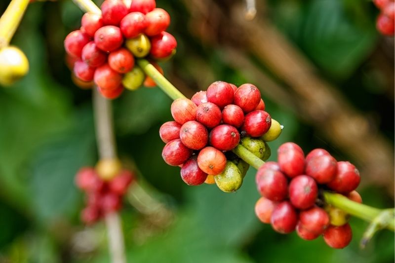 How Season Affects the Taste of Coffee