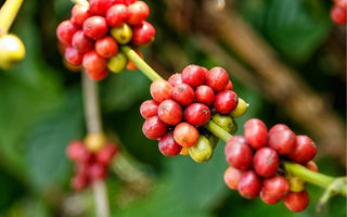 How Season Affects the Taste of Coffee