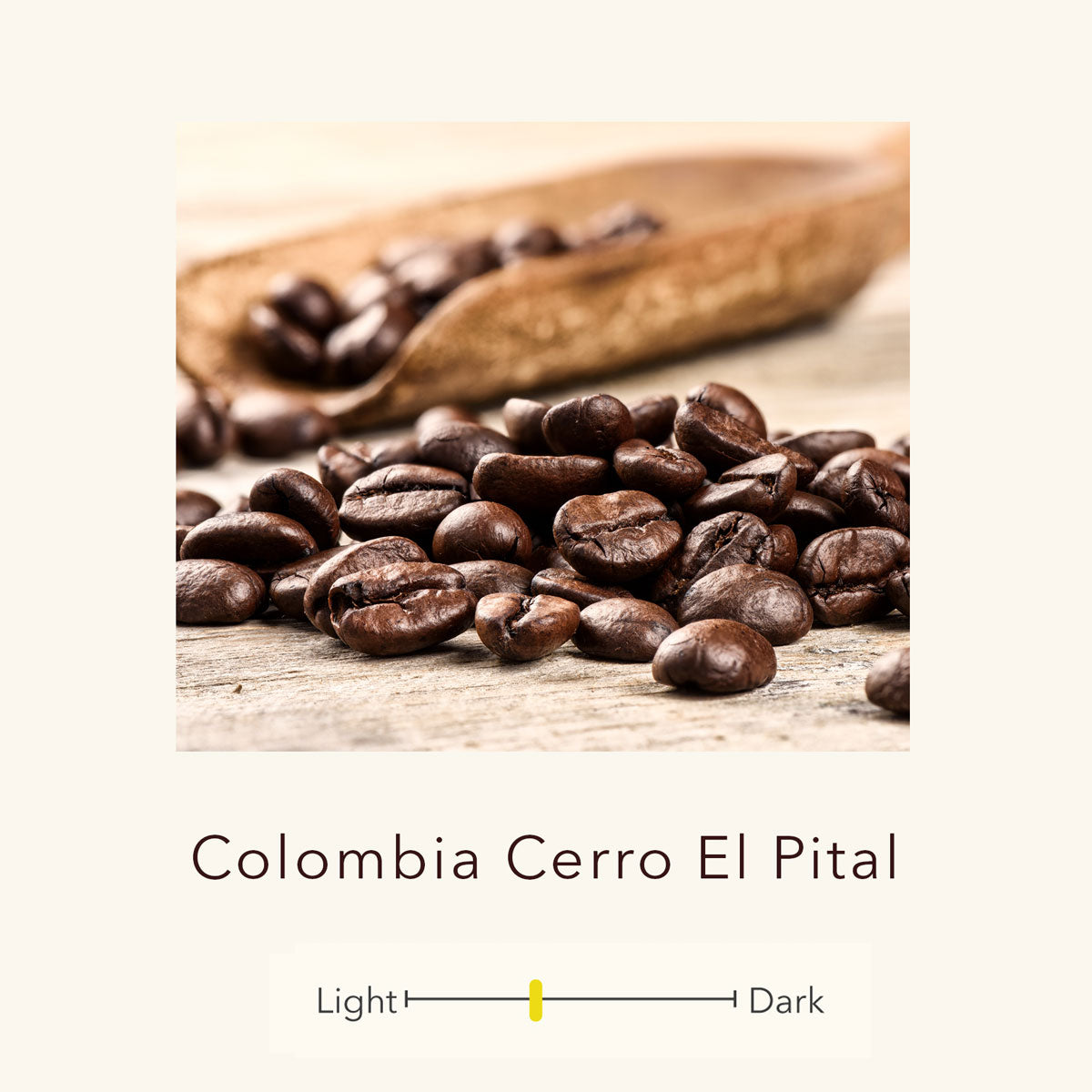 Colombia - Arabica Caturra - Pital-Mountain - Single Origin Premium Coffee