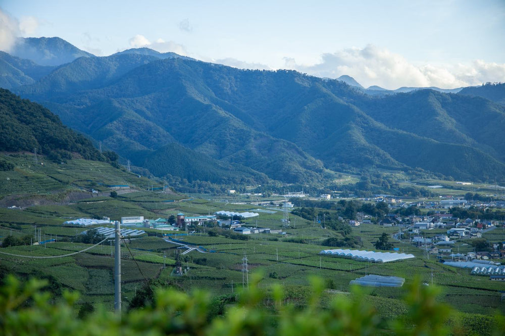 Muscat Bailey A (マスカット・ベーリーA) — Everything You Need to Know About Japan's Own Red Wine Grape